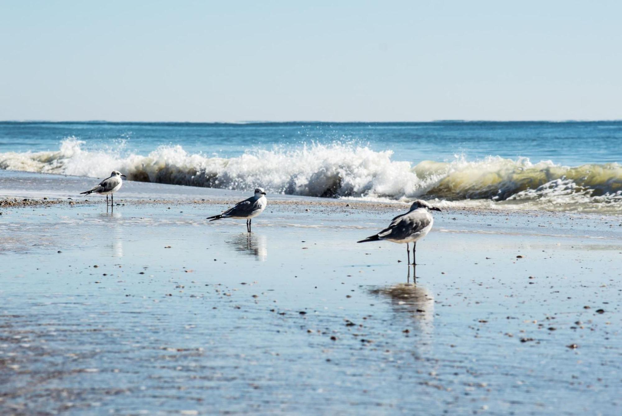 Beautiful Views And Just Steps To The Beach - #38 Sleeps 7 Gulf Shores Exterior photo