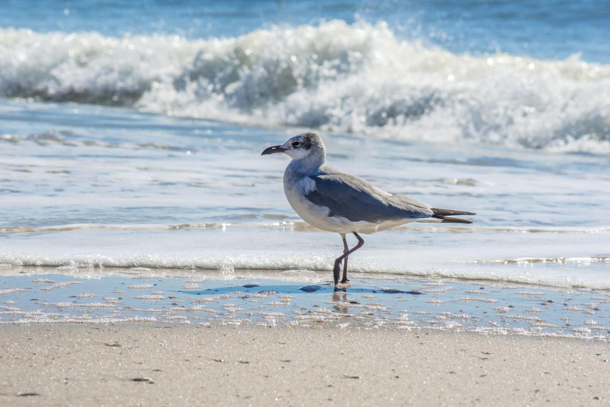 Beautiful Views And Just Steps To The Beach - #38 Sleeps 7 Gulf Shores Exterior photo